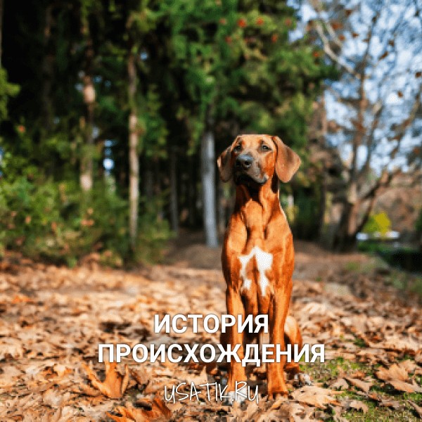 История происхождения родезийских риджбеков