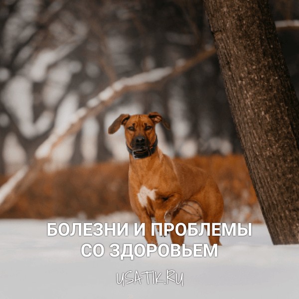 Болезни и проблемы со здоровьем