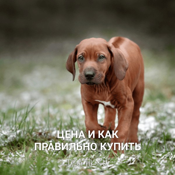 Родезийский риджбек - цена и как правильно купить