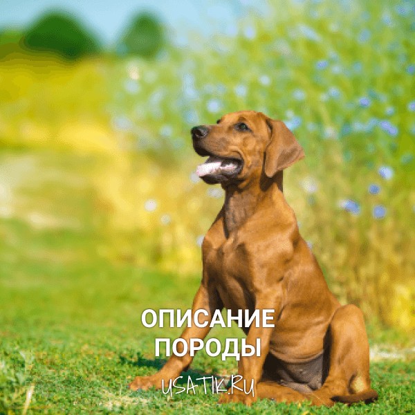 Родезийский риджбек - описание породы