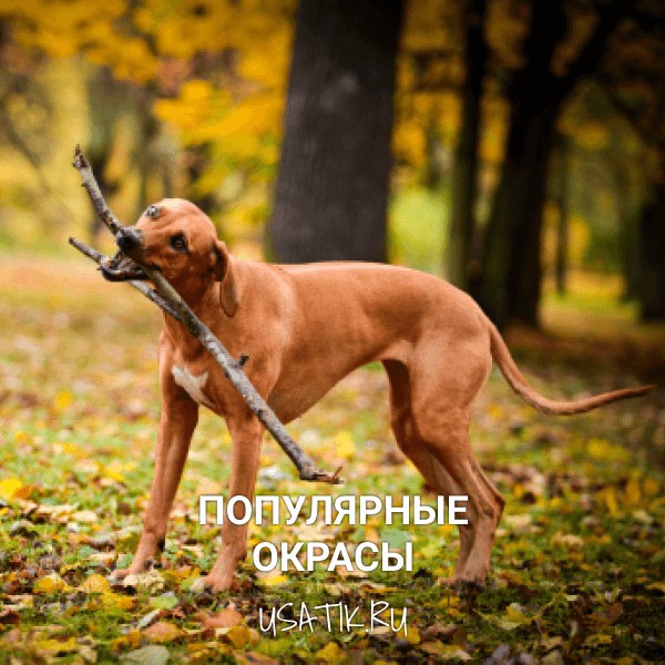Популярные окрасы родезийских риджбеков