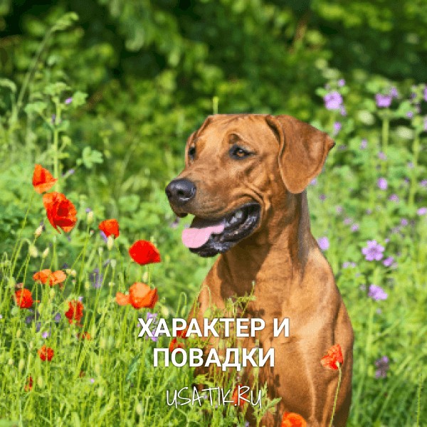 Характер и повадки родезийских риджбеков