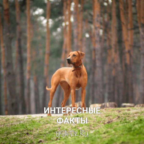 Интересные факты о родезийских риджбеках