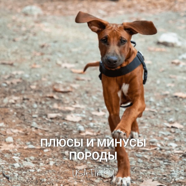 Плюсы и минусы родезийских риджбеков