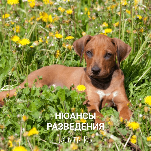 Разведение родезийских риджбеков