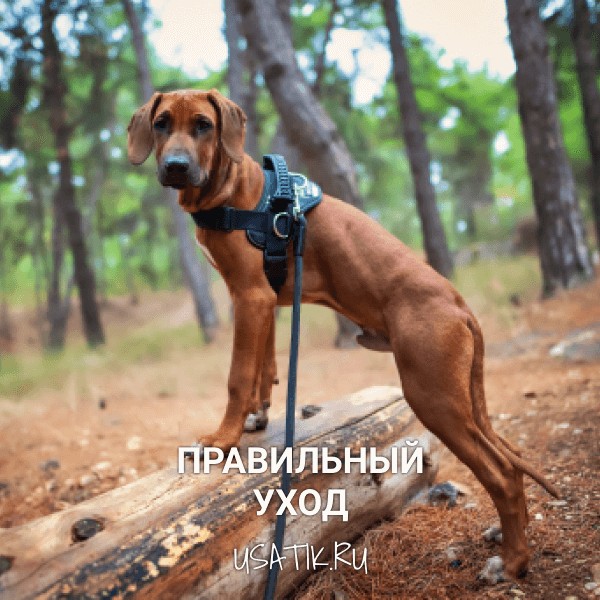 Уход за родезийскими риджбеками