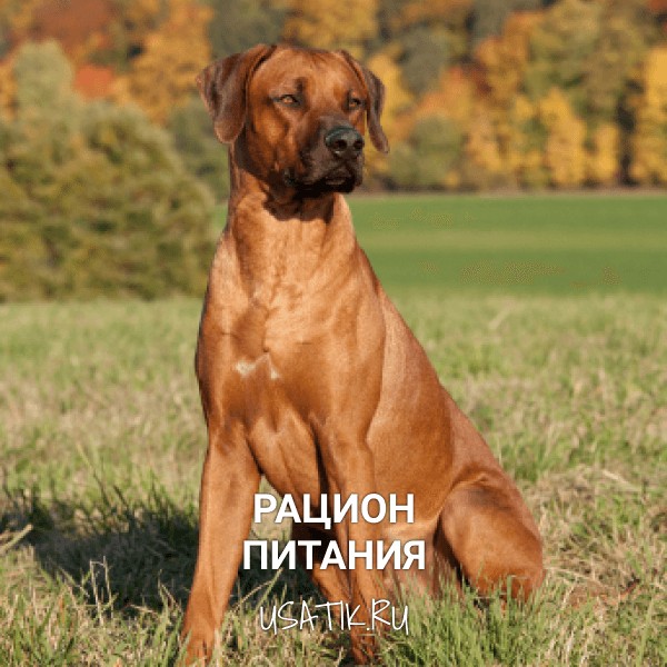 Рацион питания родезийских риджбеков