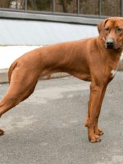 Родезийский риджбек