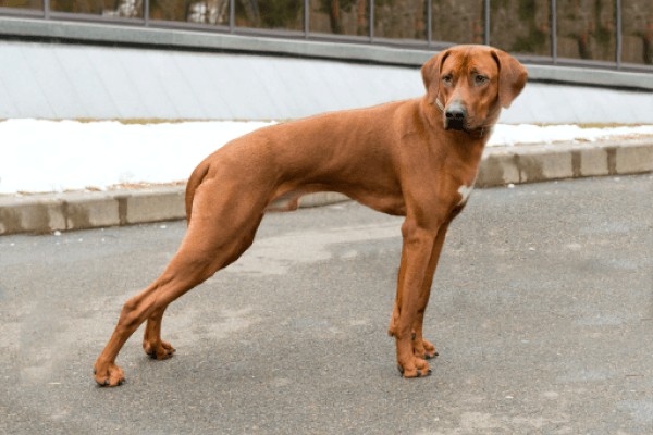 Родезийский риджбек