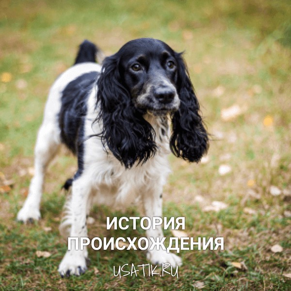 История происхождения русских охотничьих спаниелей