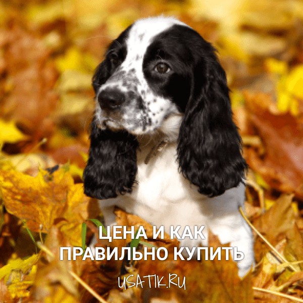 Русский охотничий спаниель - цена и как правильно купить