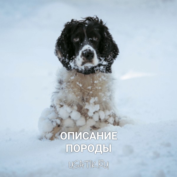 Русский охотничий спаниель - описание породы