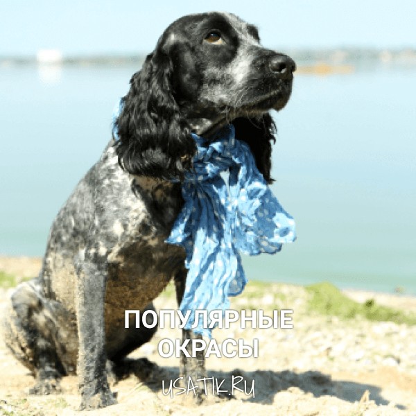 Популярные окрасы русских охотничьих спаниелей