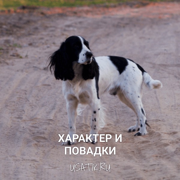 Характер и повадки русских охотничьих спаниелей