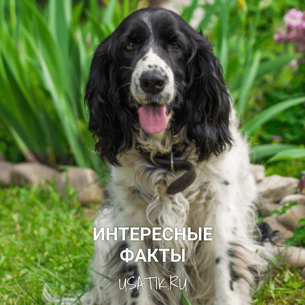 Интересные факты о русских охотничьих спаниелях