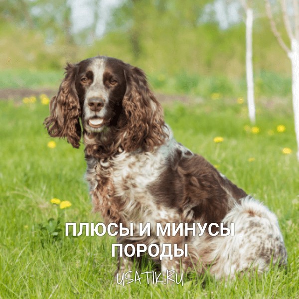 Плюсы и минусы русских охотничьих спаниелей