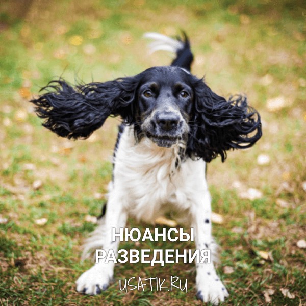 Разведение русских охотничьих спаниелей