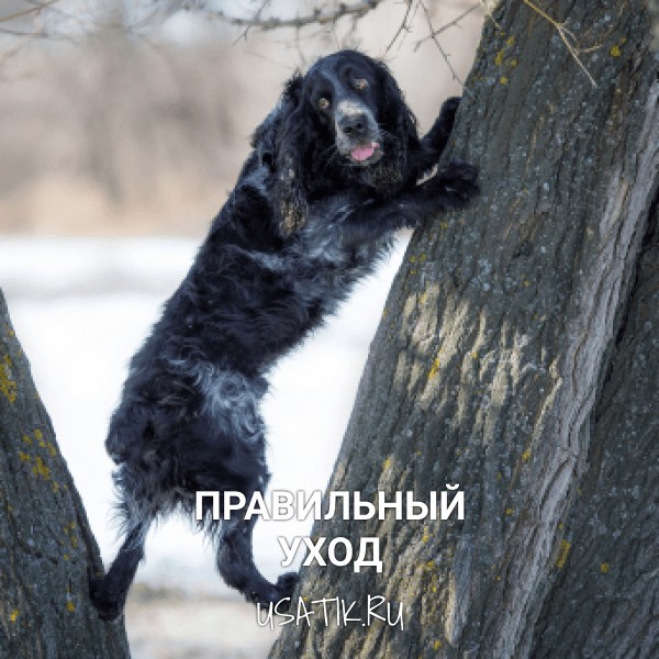 Уход за русскими охотничьими спаниелями