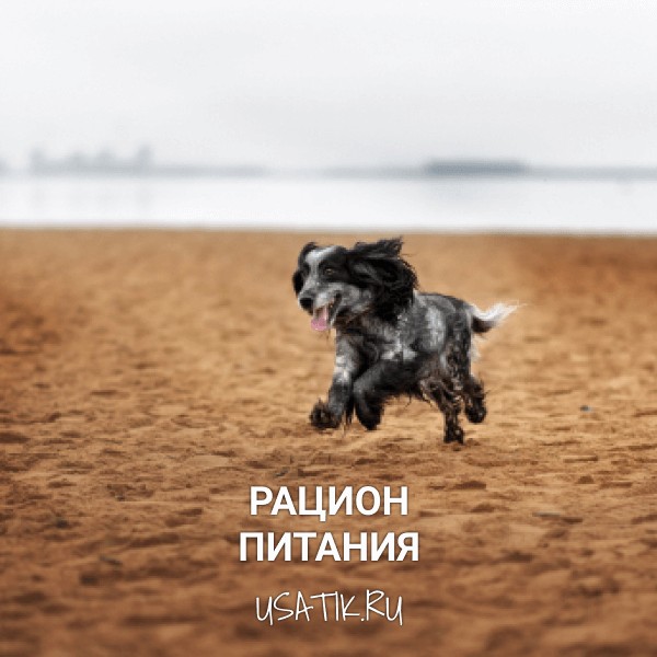 Рацион питания русских охотничьих спаниелей