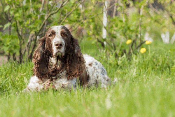 Русский охотничий спаниель