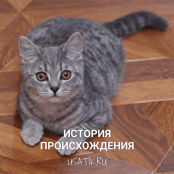 История происхождения шотландских прямоухих кошек