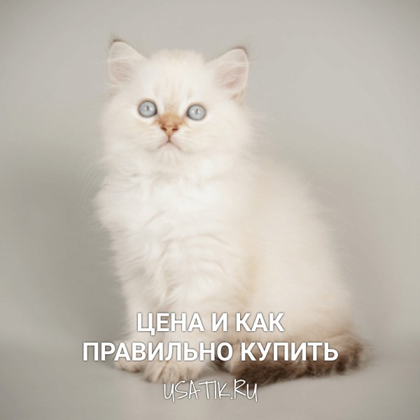 Шотландская прямоухая кошка - цена и как правильно купить