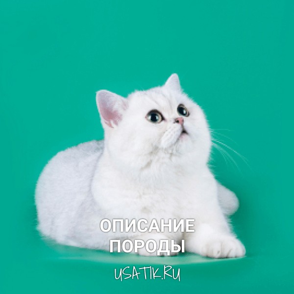 Шотландская прямоухая кошка - описание породы