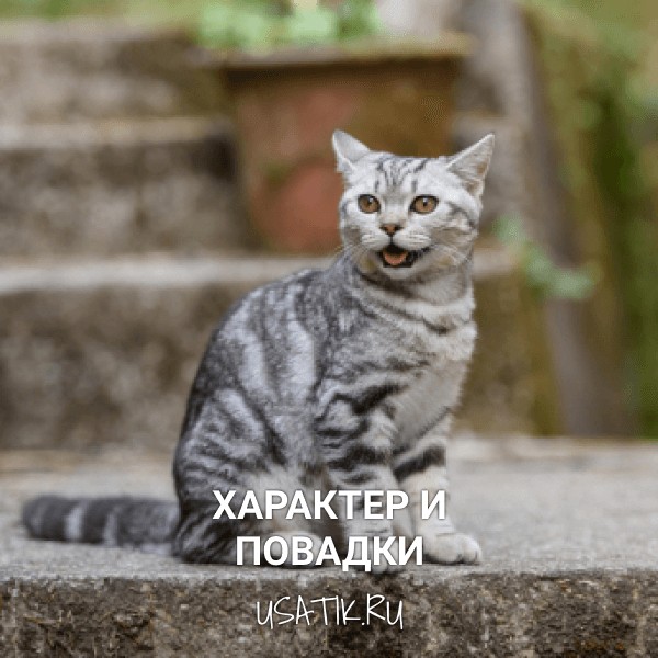 Характер и повадки шотландских прямоухих кошек