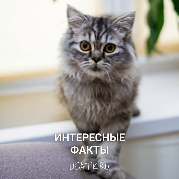 Интересные факты о шотландских прямоухих кошках
