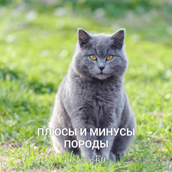 Плюсы и минусы шотландских прямоухих кошек
