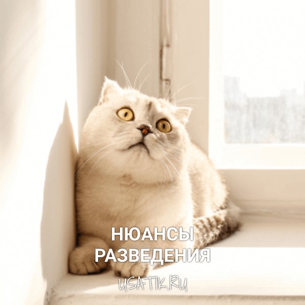 Разведение шотландских прямоухих кошек