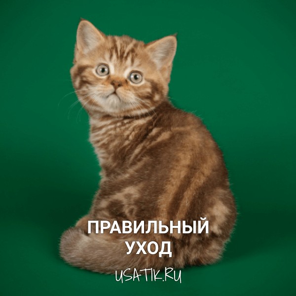 Уход за шотландскими прямоухими кошками