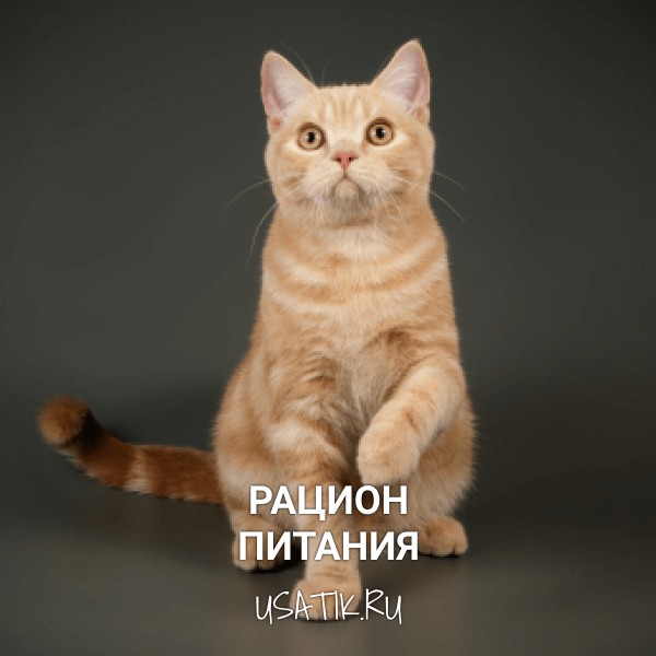 Рацион питания шотландских прямоухих кошек