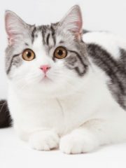 Шотландская прямоухая кошка