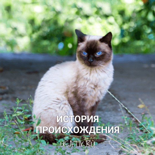 История происхождения сиамских кошек