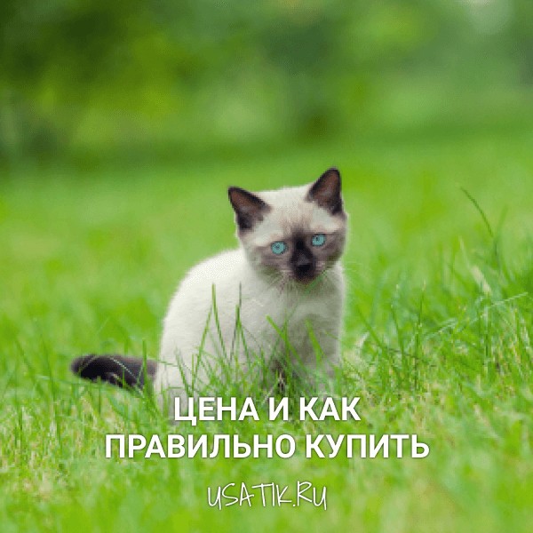 Сиамская кошка - цена и как правильно купить