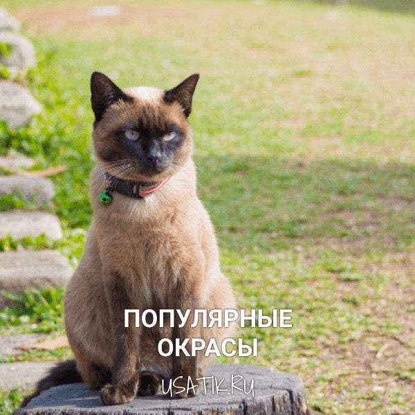 Популярные окрасы сиамских кошек