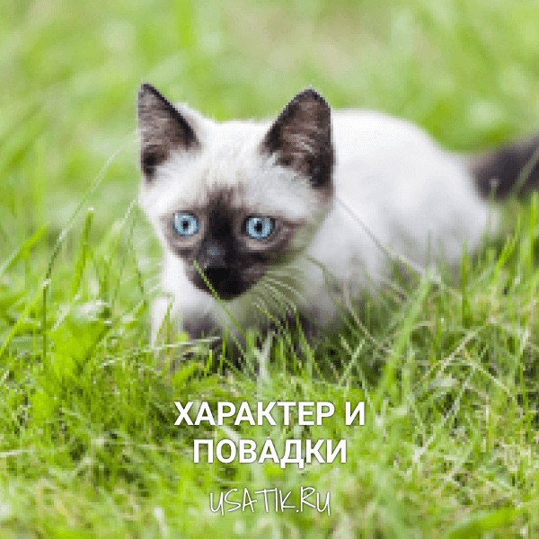 Характер и повадки сиамских кошек