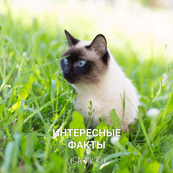 Интересные факты о сиамских кошках