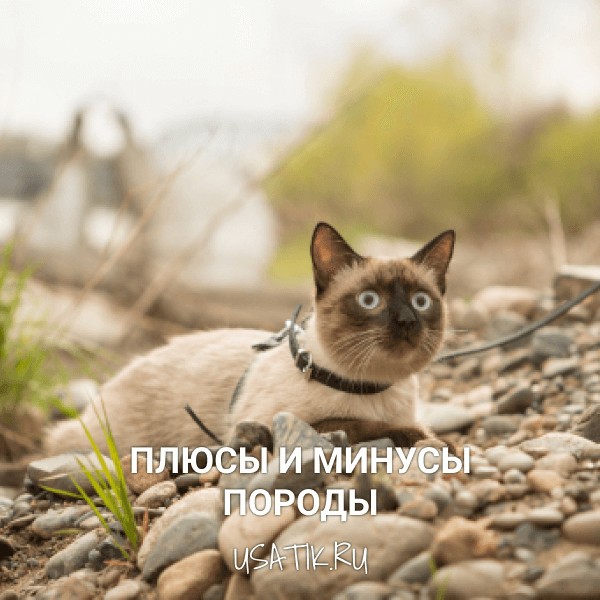 Плюсы и минусы сиамских кошек