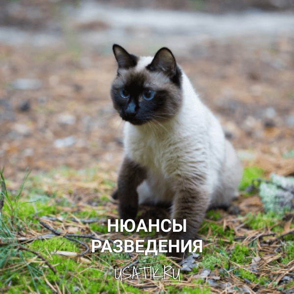 Разведение сиамских кошек