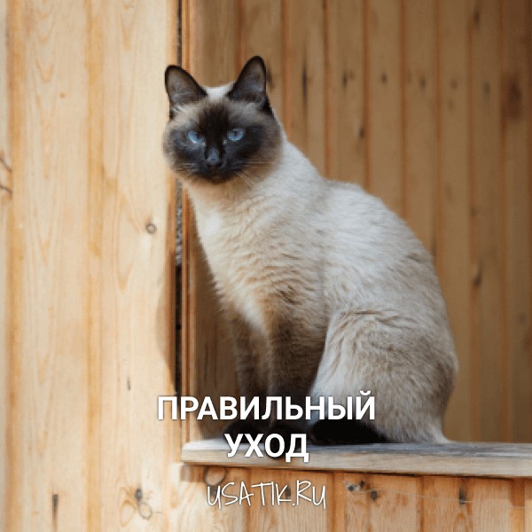Уход за сиамскими кошками