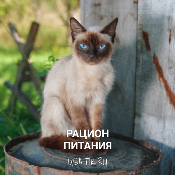 Рацион питания сиамских кошек