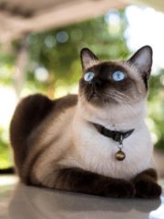 Сиамская кошка