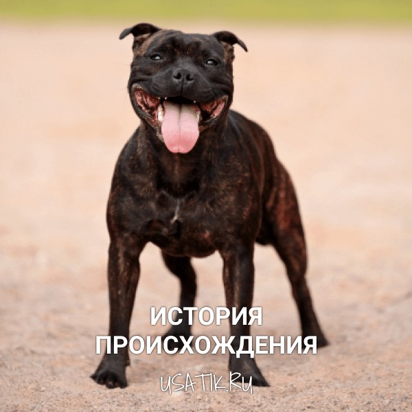 История происхождения стаффордширских бультерьеров