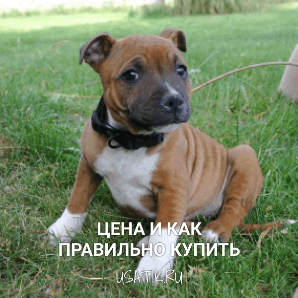 Стаффордширский бультерьер - цена и как правильно купить
