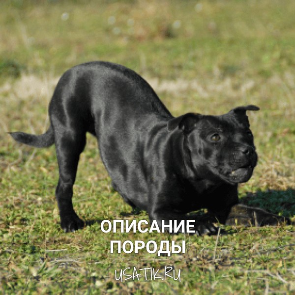 Стаффордширский бультерьер - описание породы