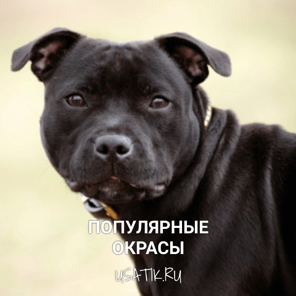 Популярные окрасы стаффордширских бультерьеров