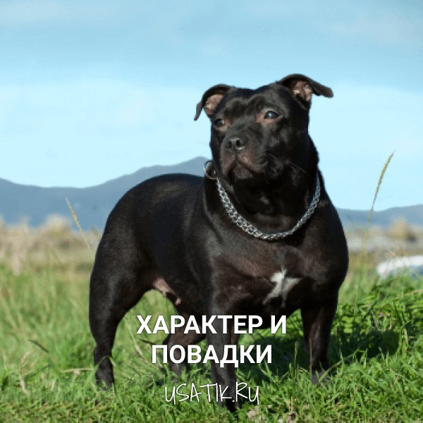 Характер и повадки стаффордширских бультерьеров