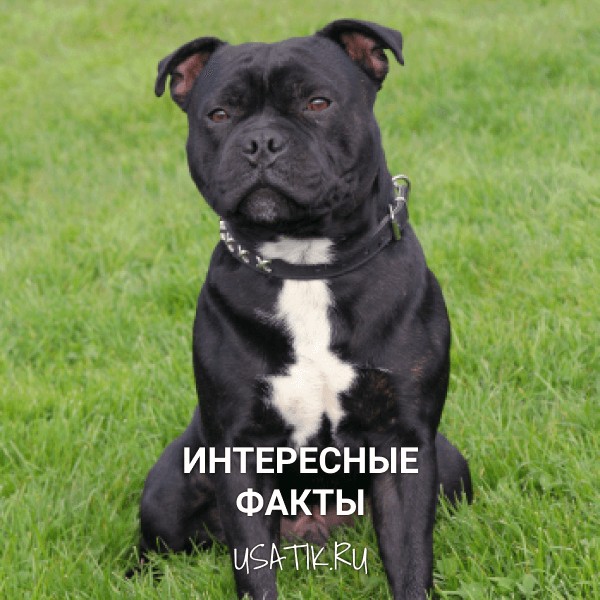 Интересные факты о стаффордширских бультерьерах